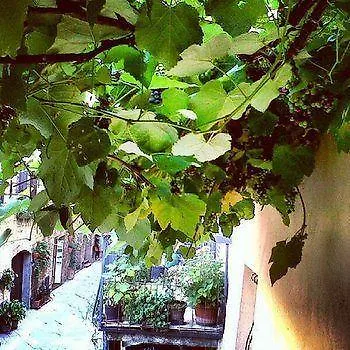 La Vite * Pienza